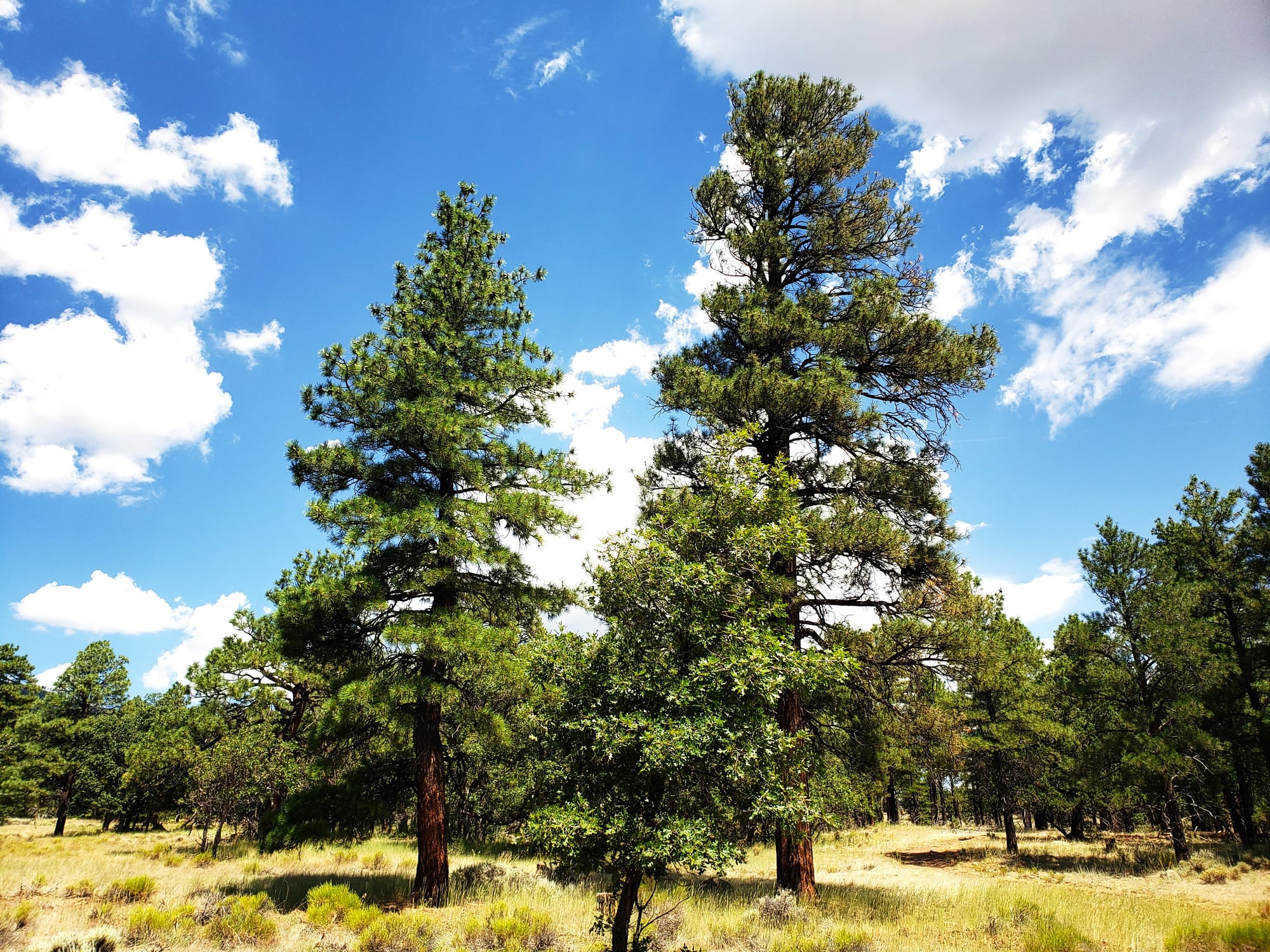 Travel Digressions: The Coconino National Forest and the Beauty of Memorials