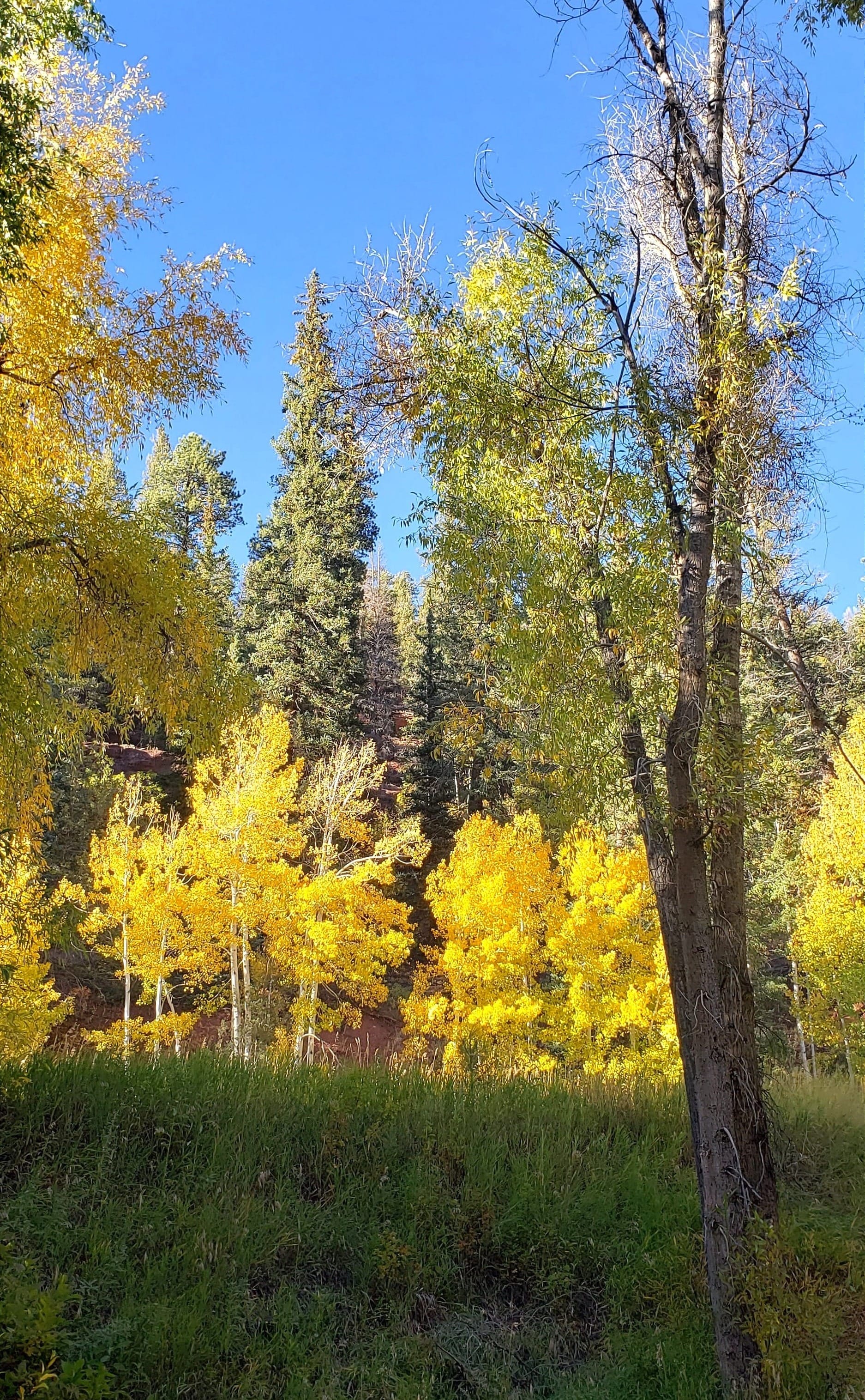 An Autumn Interlude