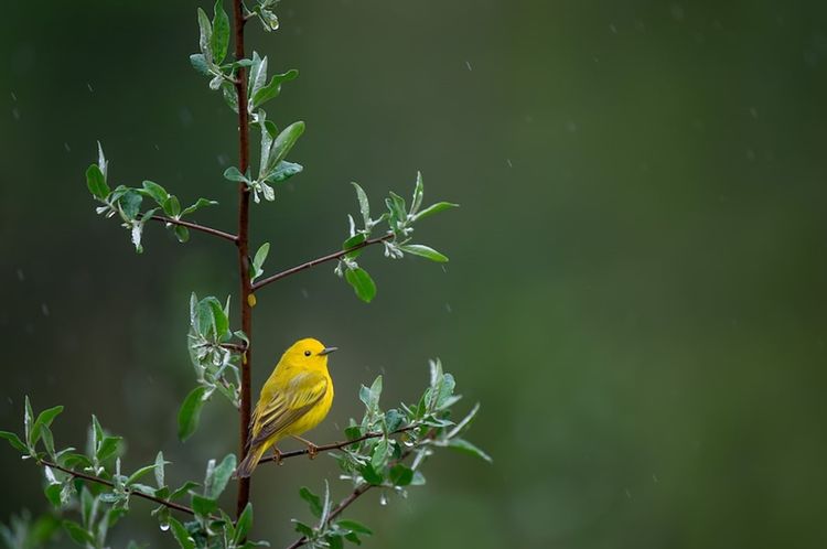 Mother's Aviary: A Birthday Memorial