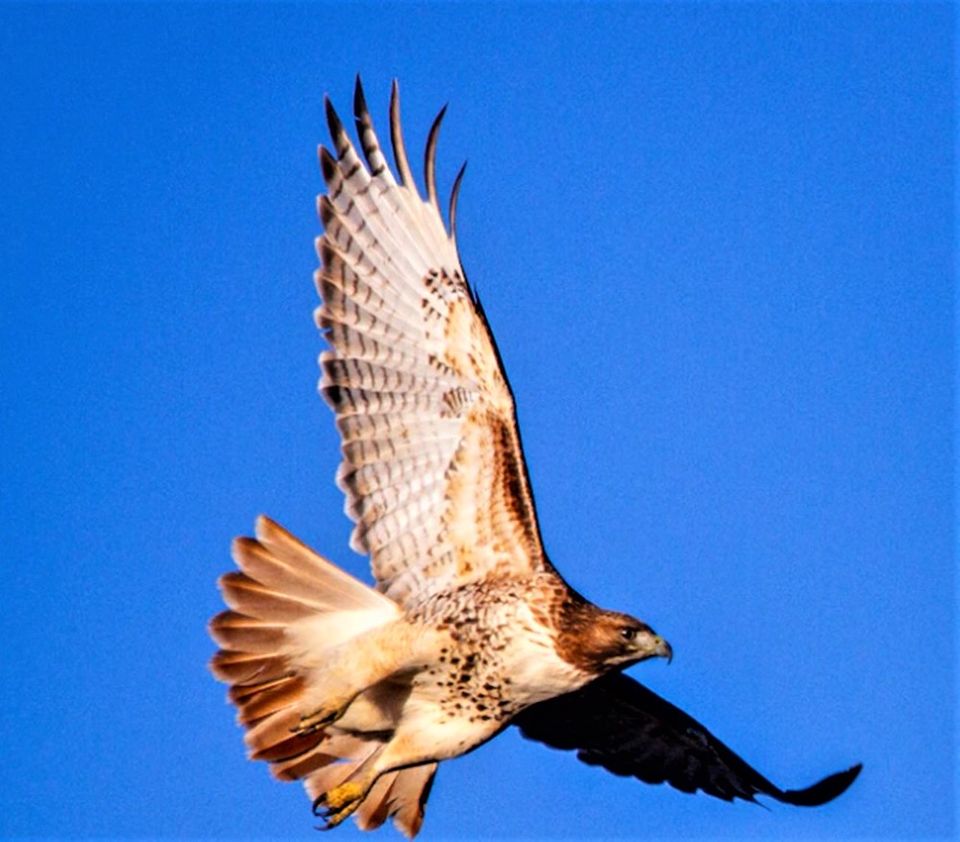 Hawks of the Afternoon:
On the Beauty and Fear of Isolation