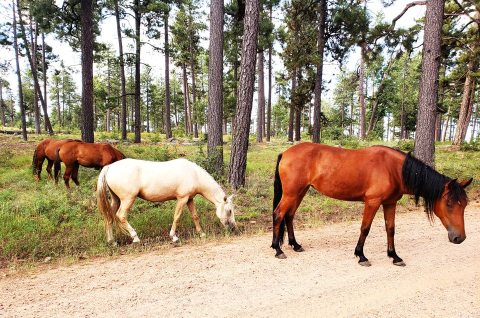 Wild Horses in the Forest
